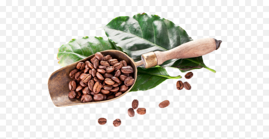 Single Coffee Bean Png Download - Coffee Full Size Png Kona Coffee,Coffee Bean Png