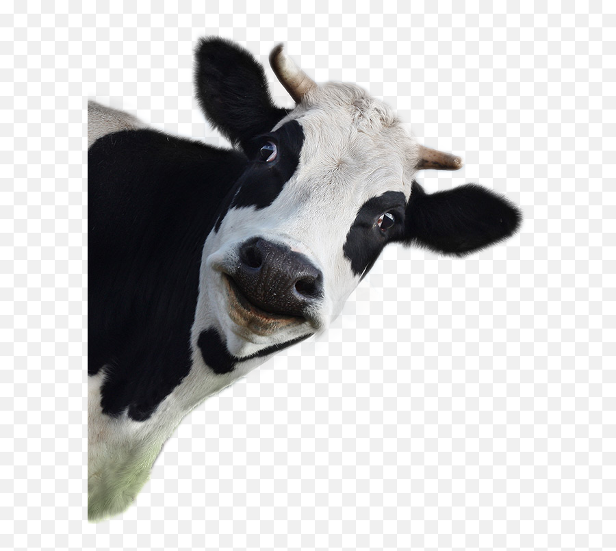 Cow Png Image - Dairy Cow White Background,Cow Head Png