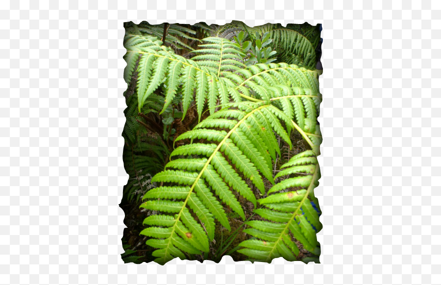 My Hawaii Nature Journal - Hawaii Nature Journal Hapuu Fern Png,Ferns Png