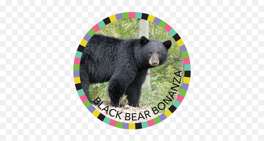 Black Bear Bonanza Ann Arbor District Library - Bears In Revelstoke Png,Black Bear Png