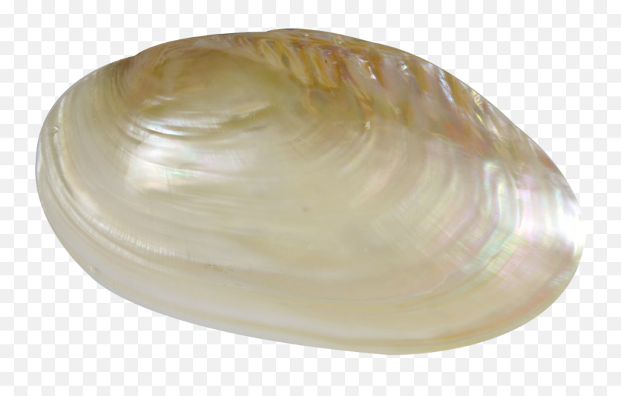 Transparent Clam Png Image - Baltic Macoma,Clam Png