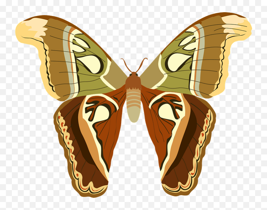 Butterfly Clipart Free Download Transparent Png Creazilla - Atlas Moth Scientific Illustration,Butterfly Transparent Png