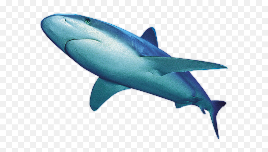 Download Free Png Shark File - Dlpngcom Blue Shark Png,Shark Png