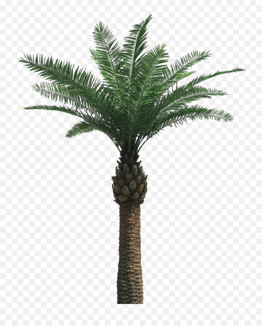 Tropical Palm Tree Png Clipart - Oil Palm Tree Png,Palm Tree Clipart Transparent Background