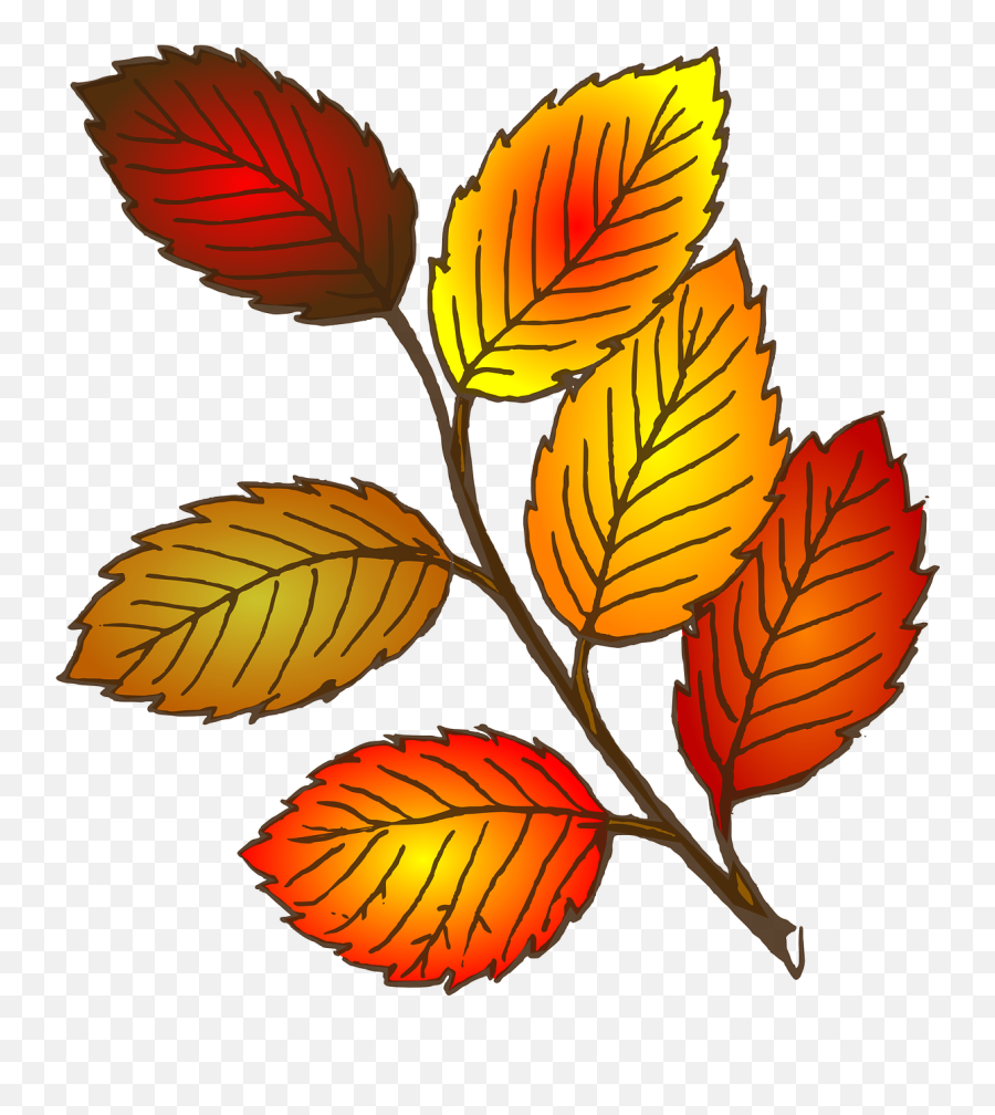 Autumnfallleavesbeechorange - Free Image From Needpixcom Art Leaves Png,Falling Leaves Transparent