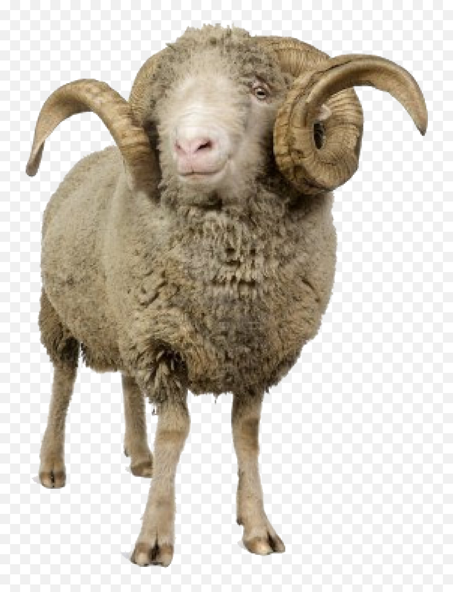 Sheep Png Icon - Ram Animal Png,Sheep Png
