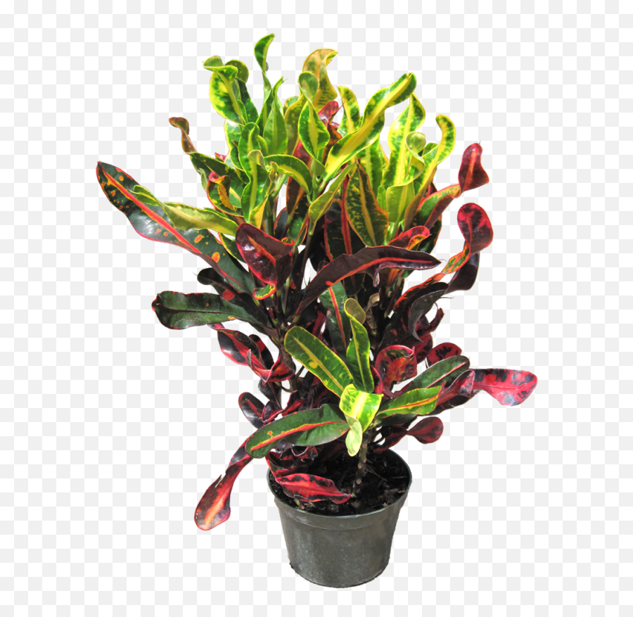 Indoor Office Plants - Garden Croton Png,Tropical Plants Png