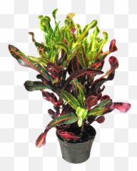 Indoor Office Plants - Garden Croton png