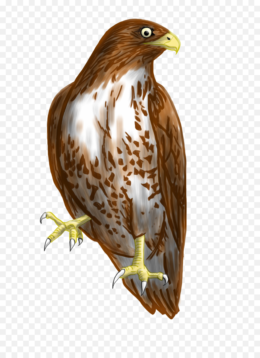 Falcon Png Transparent Picture - Hawk Clipart Transparent Background,Red Bird Png