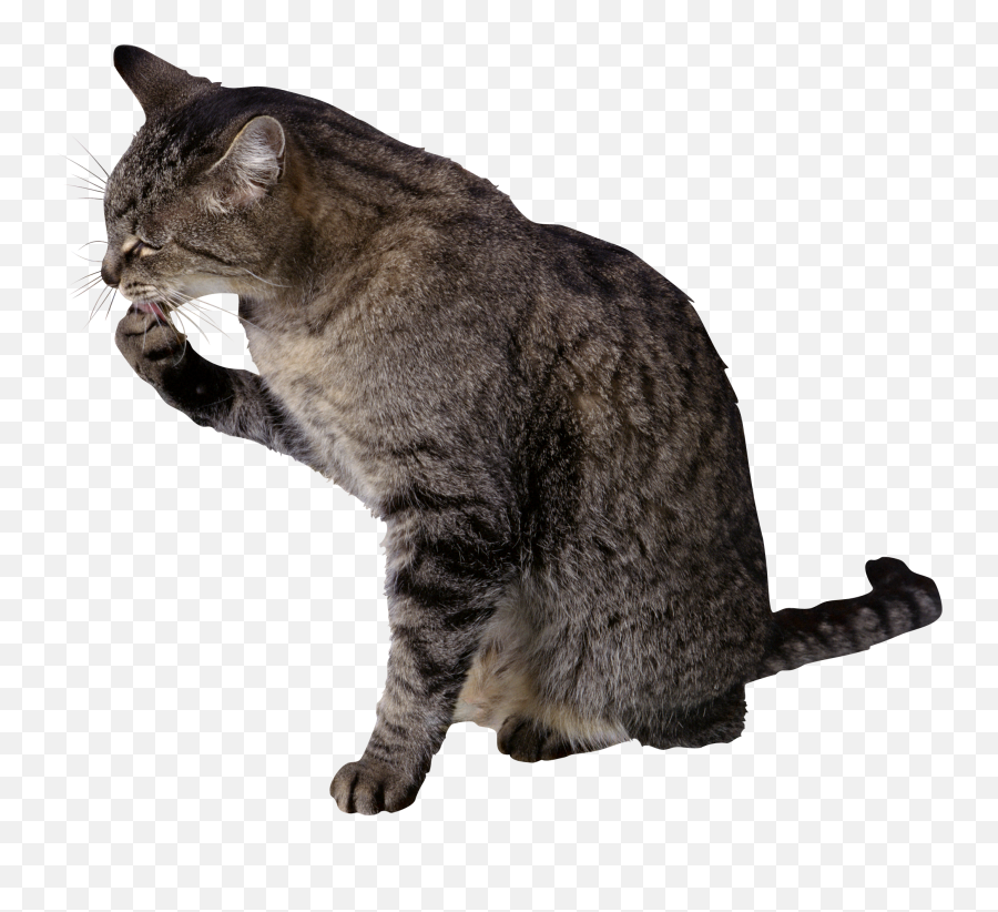 Cat Png - Cat Licking His Paw,Cat Paw Png