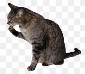 Cat Png - Licking His Paw