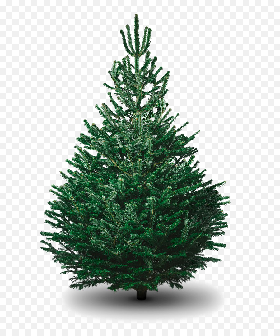 Fir - Christmas Tree Png,Evergreen Tree Png