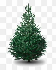 Fir - Christmas Tree png