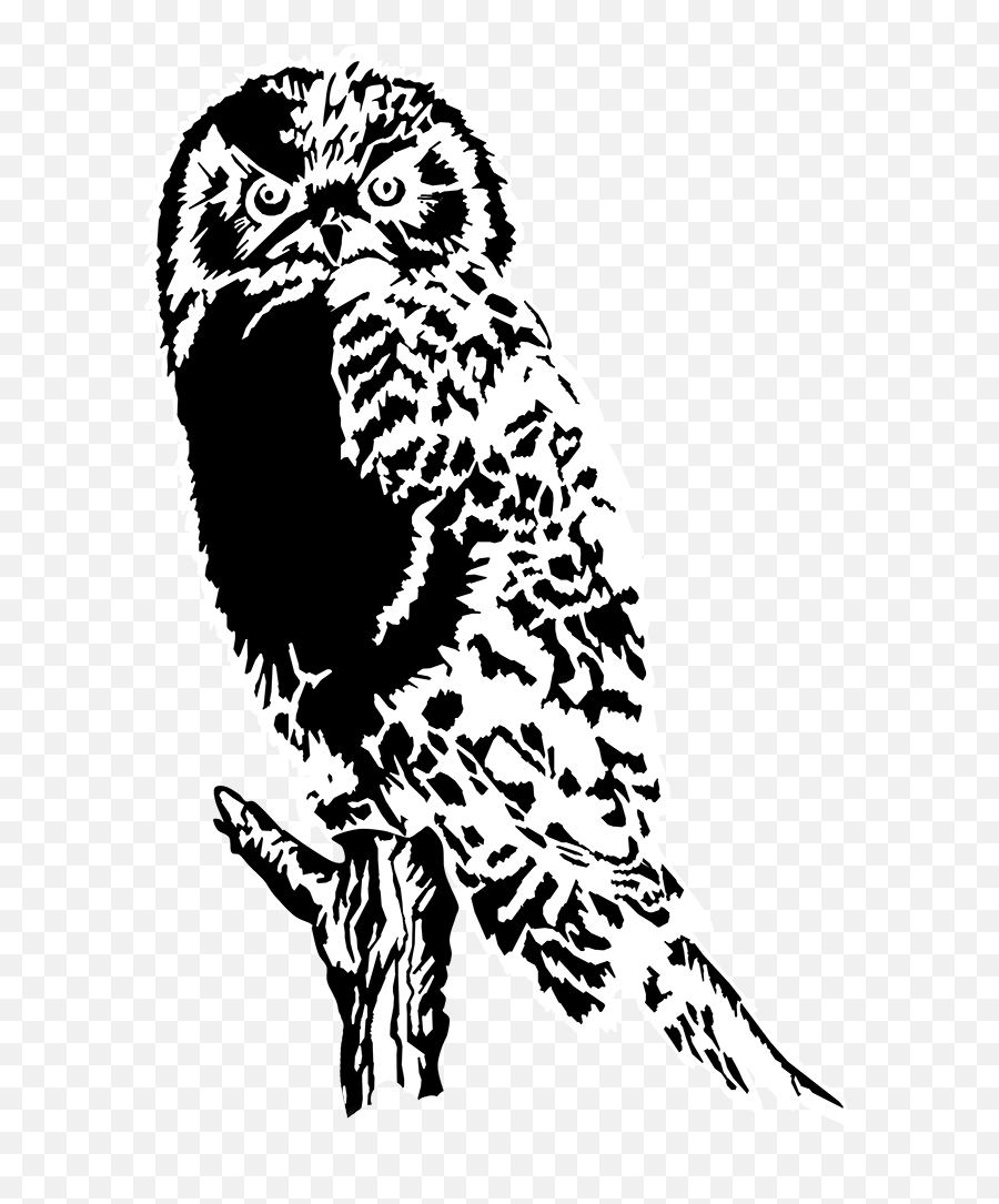 Download Drawing Of Owl Black White Png - Black And White Owl Clipart Transparent Background,Owl Transparent Background