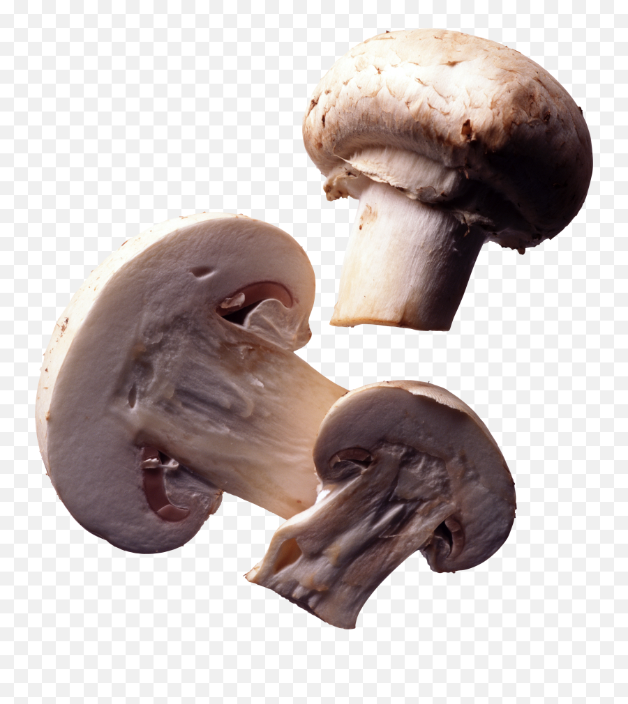 Mushroom Icon - Mushrooms Transparent Png,Mushroom Transparent Background