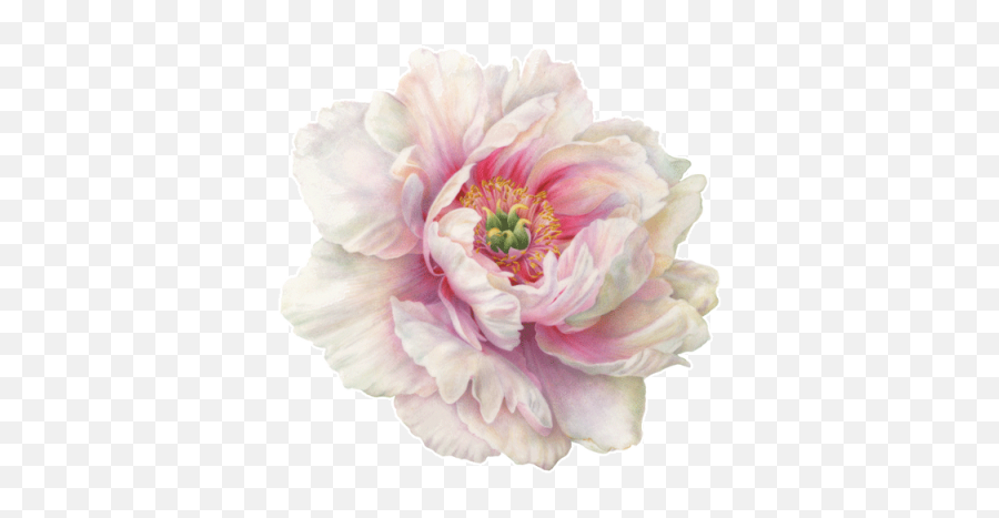 Peony Png Icon - Single Peony Flower Transparent,Peonies Png