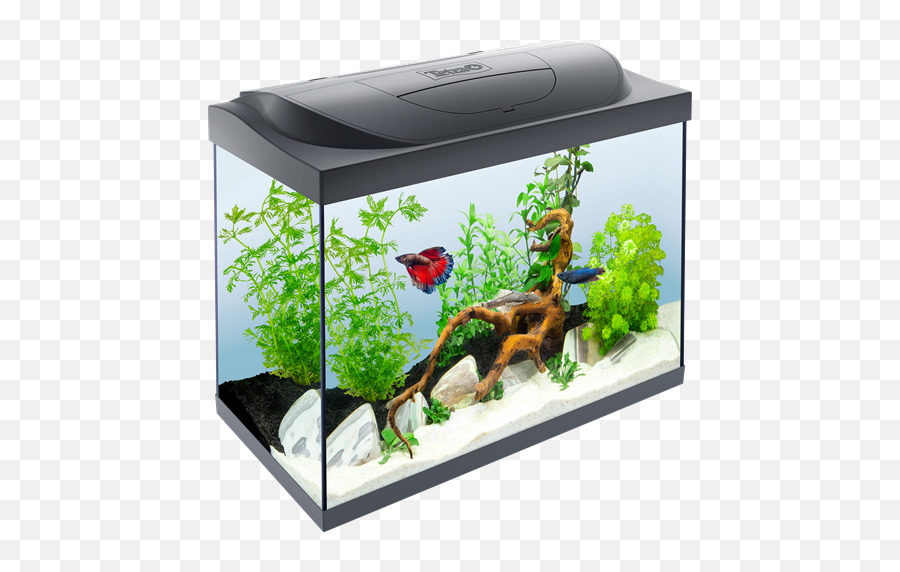 Fish Tank Png Picture - 80 Litre Goldfish Tank,Fish Tank Png