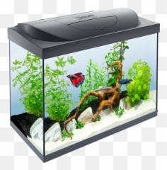 Fish Tank Png Picture - 80 Litre Goldfish Tank,Fish Tank Png