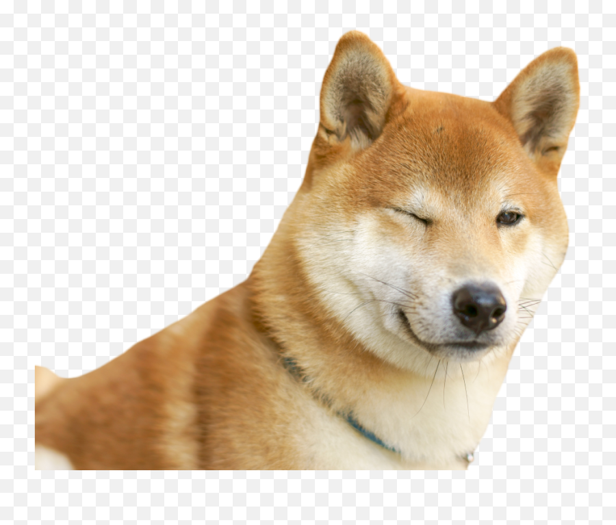 Doggo - Doggo Png,Doggo Png