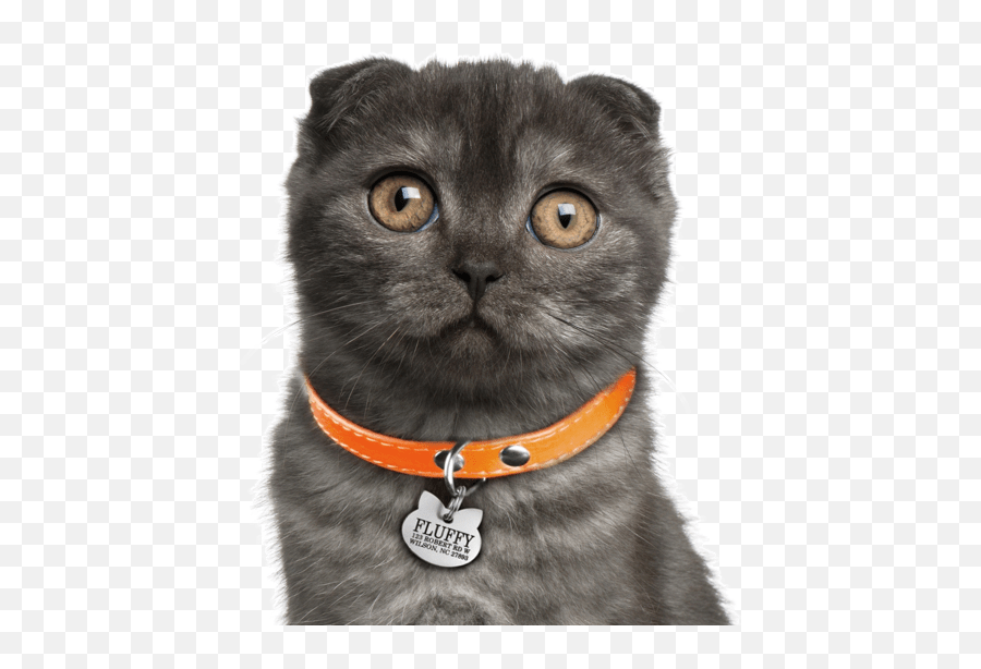 Kitty Ears Png - Search Curly Ear Cat 1531245 Vippng Scottish Fold Black Smoke,Cat Ears Png