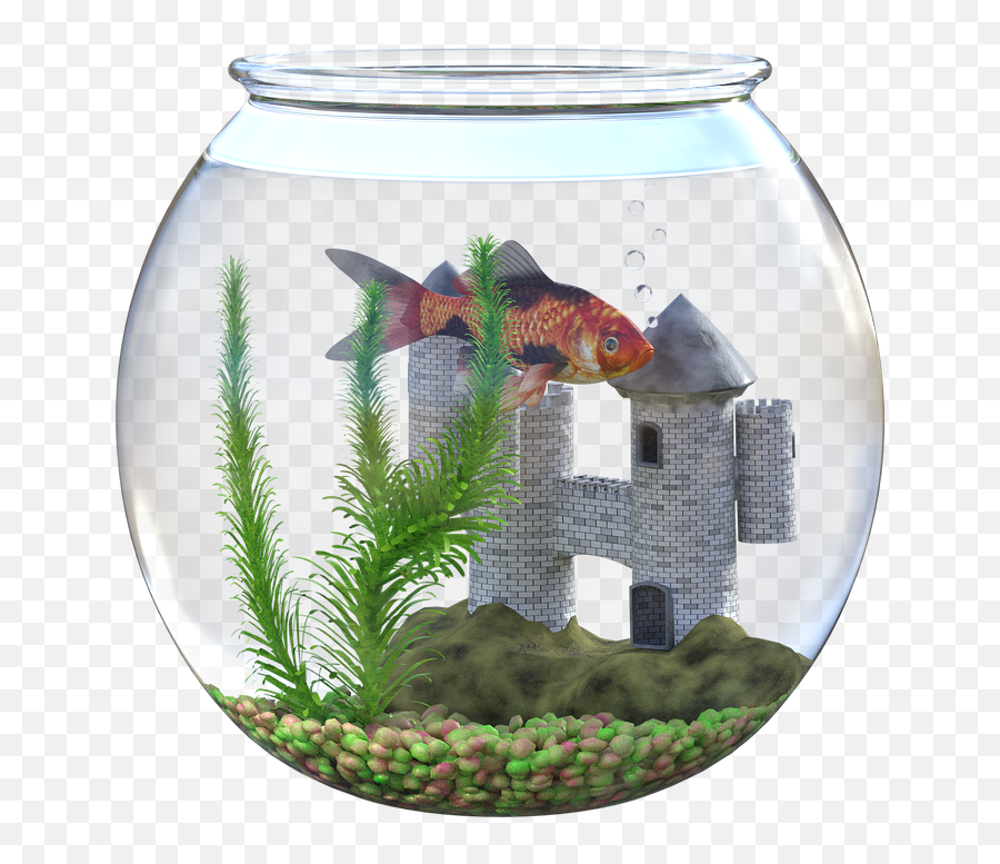 Goldfish Bowl Water - Free Image On Pixabay Goldfish Bowl Castle Png,Goldfish Png