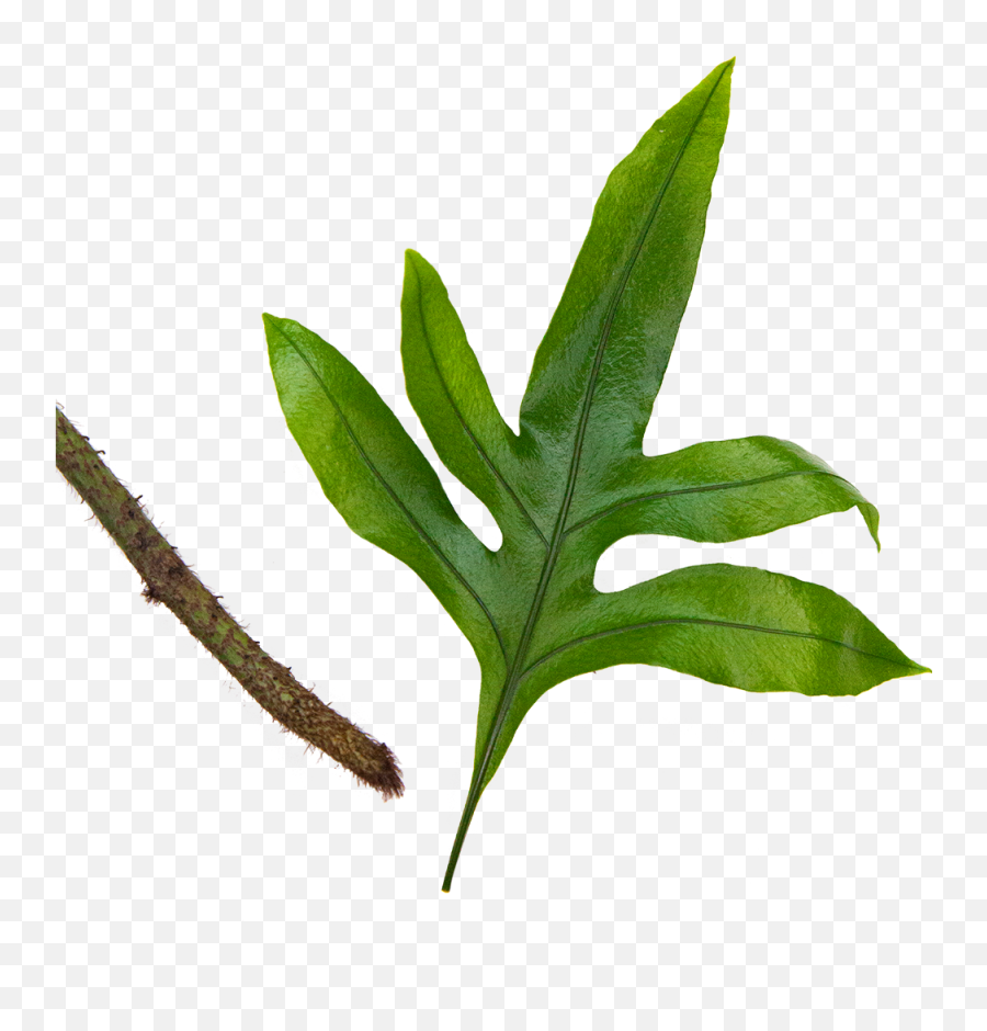 Buy Indoor Ferns Direct From The Greenhouse Planterina - Arums Png,Ferns Png