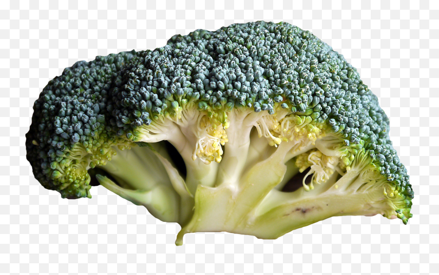 Green Broccoli Png Hd Quality - Óty Broku,Broccoli Transparent Background