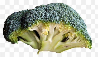 Green Broccoli Png Hd Quality - óty Broku