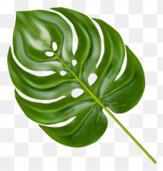 Monstera Leaf Clipart - Transparent Background Png