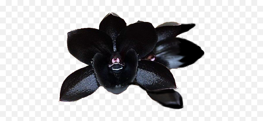 Lack Cymbidium Faberi Orchid Png Image - Black Orchids,Orchid Png