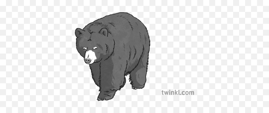 Black Bear And White 2 Illustration - Twinkl American Black Bear Png,Black Bear Png