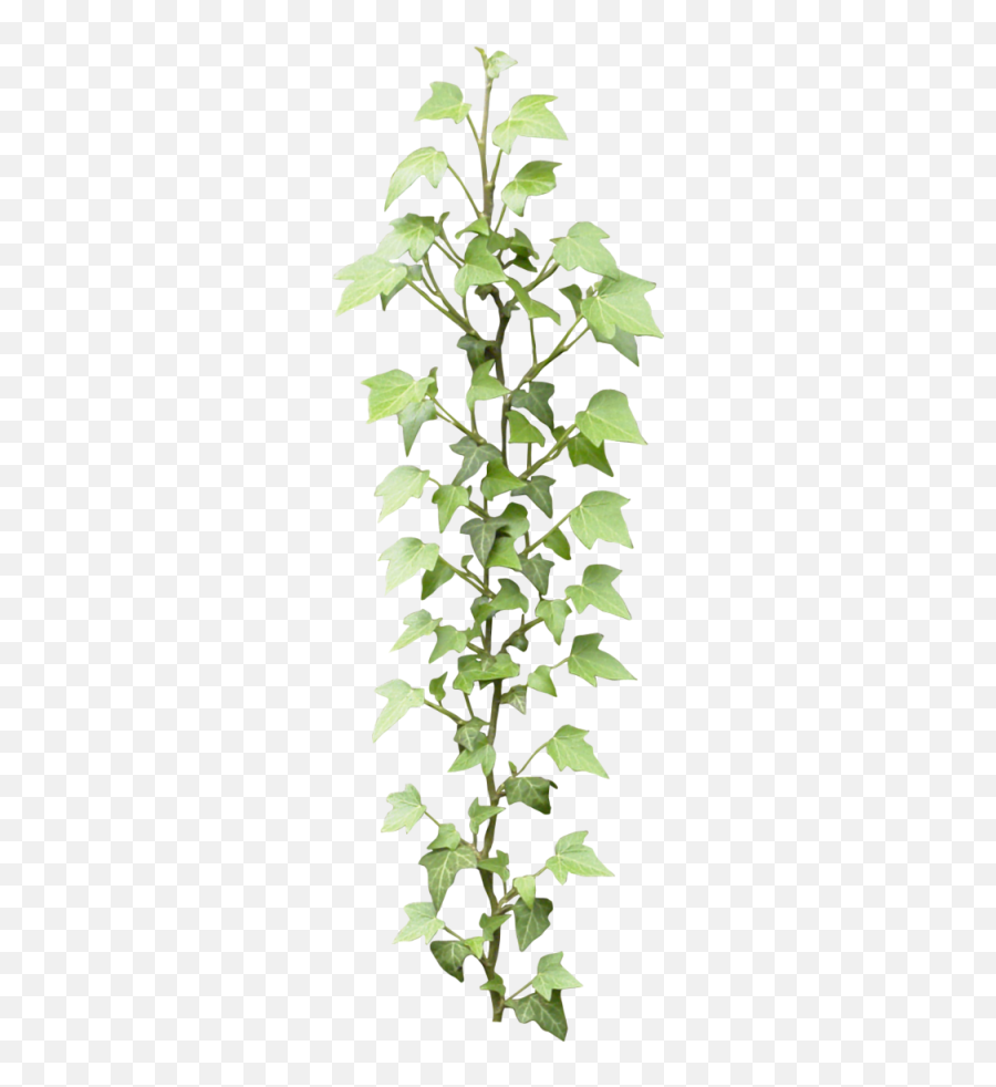 Ivy Png Transparent Background - Ivy Png Transparent,Hanging Ivy Png