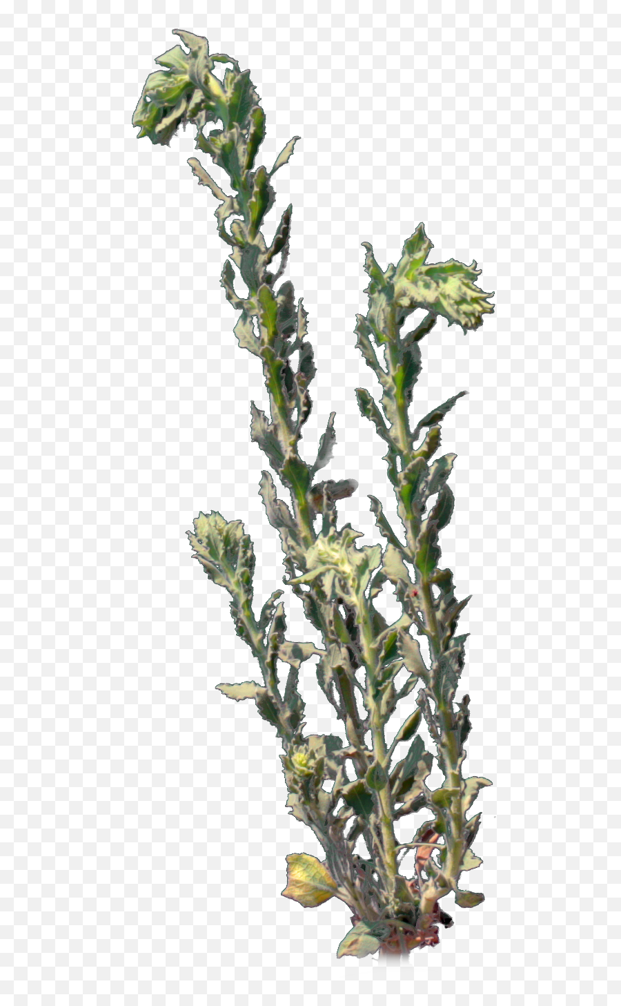 4k Desert Plant 3 Gust 6 - Vertical Png,Desert Plant Png