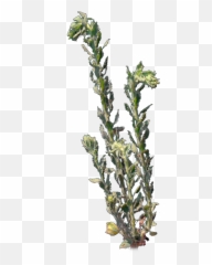 4k Desert Plant 3 Gust 6 - Vertical png