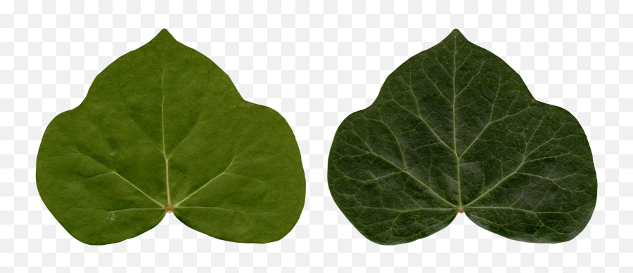 Common Ivy Leaf Poison Plant - Ivy Texture Transparent Leave Png,Ivy Leaf Png