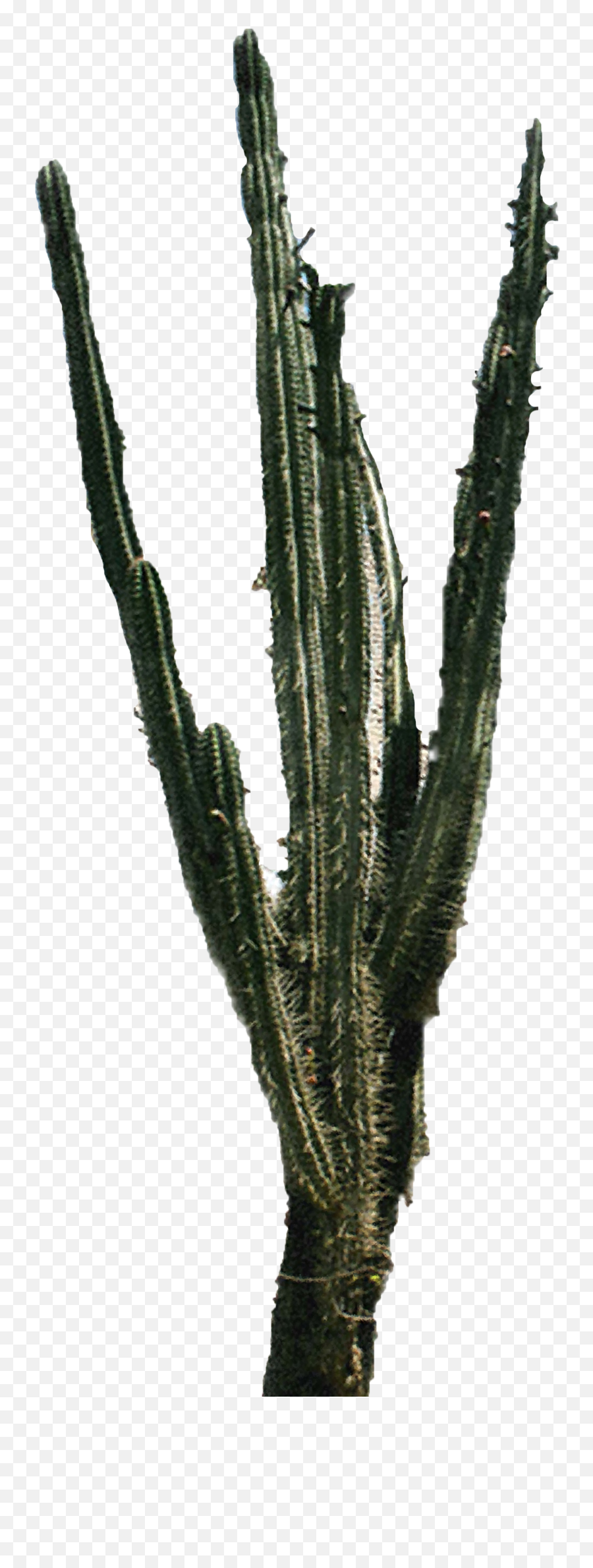 Cactus Png Transparent Images - Portable Network Graphics,Cacti Png