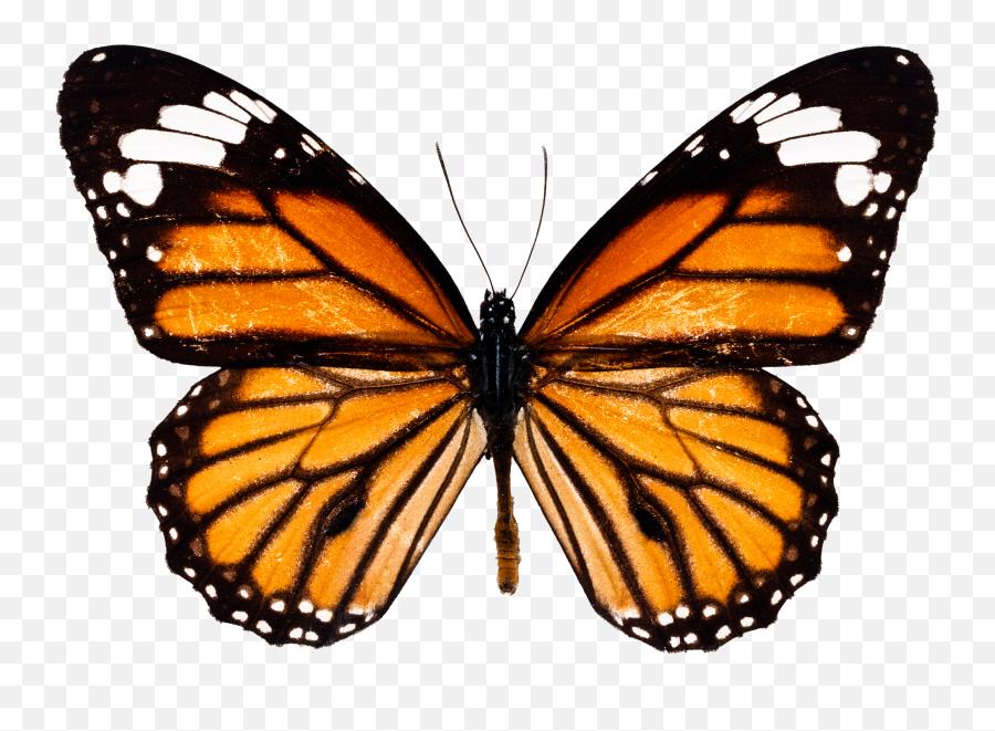 Png Transparent Background - Monarch Butterfly Transparent Background,Butterfly Transparent