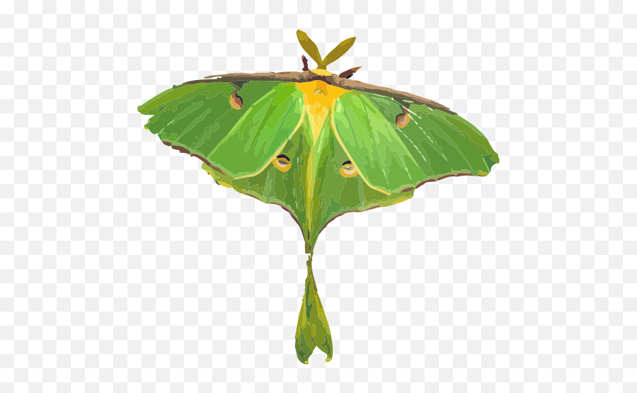 Mlp Base Alicorn - Clip Art Library Luna Moth Transparent Png,Mlp Icon Base