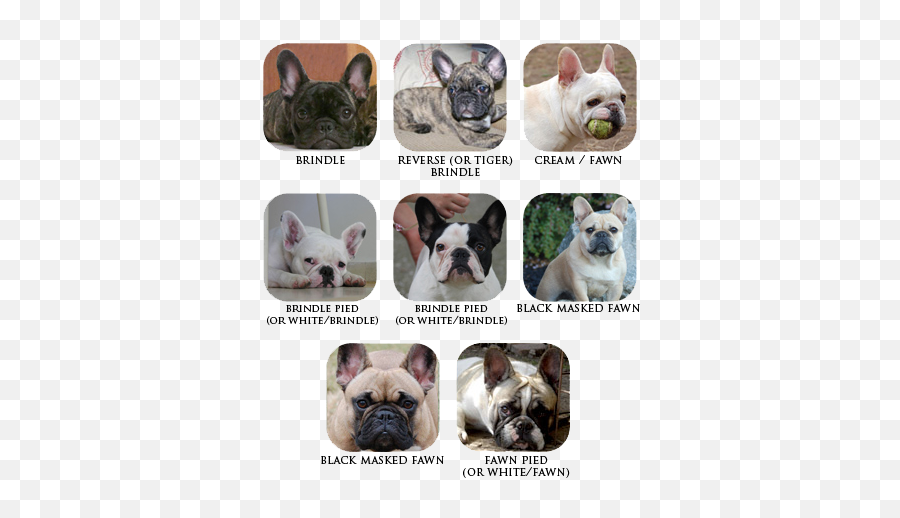 The Breed French Bulldog Looks Vixbull - French Bulldogs Bulldog Frances Cores Png,Bulldog Transparent Background