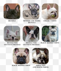 The Breed French Bulldog Looks Vixbull - French Bulldogs Bulldog Frances Cores Png,Bulldog Transparent Background