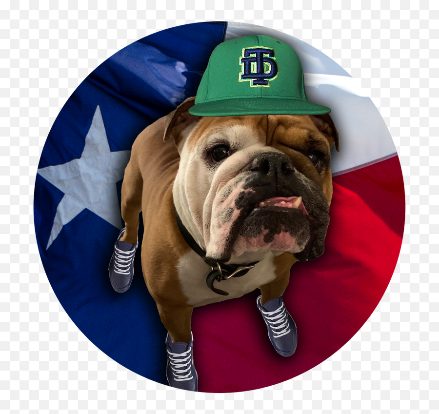 Rubble Player Profile - Texas Dawgs Baseball Houstonu0027s Top Toy Bulldog Png,Rubble Png