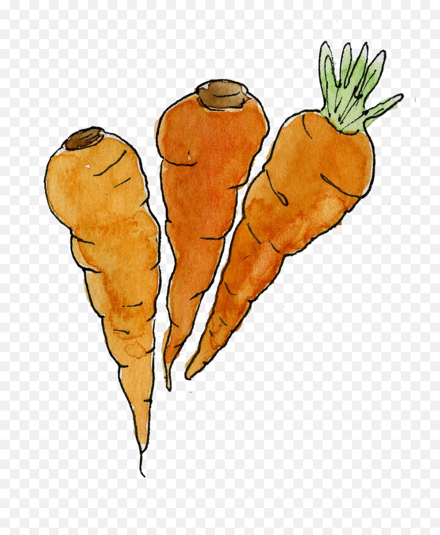 Food Illustration Narramoreart Png Carrots