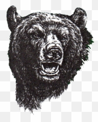 North Carolina Bears U2013 Deaf Sports Logos - North Carolina School For The Deaf Bears Png,Bear Logos