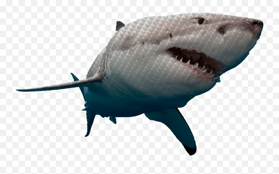 Shark Tank Competition 2020 - Great White Shark Png Hd,Shark Tank Logo