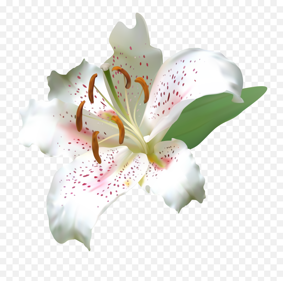 Download Hd Lily Flower Png Transparent