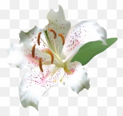 free transparent lily flower png images page 1 pngaaa com free transparent lily flower png images