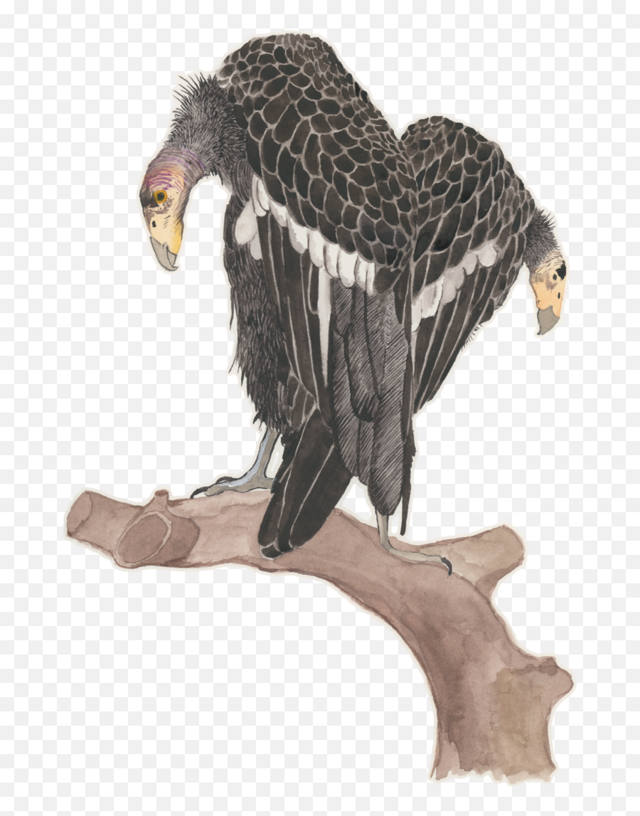 Mexico Flag Eagle Png - Vulture,Bald Eagle Png