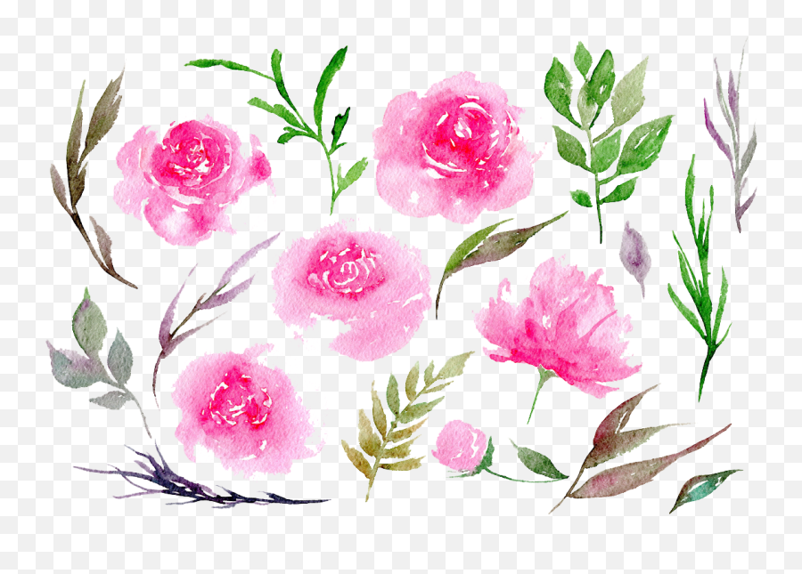 Download Peonies Png Clipart - Peonies Water Color Png,Peonies Png