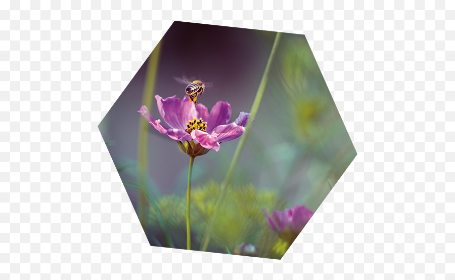 Pigeon Mountain Trading Company - 1 Pet 1 2 Png,Transparent Bees