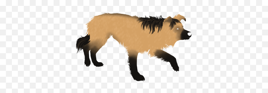 Index Of Agilityimagesautomatedimagesborder Colliedyes - Striped Skunk Png,Border Collie Png